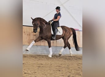 Koń hanowerski, Ogier, 12 lat, 170 cm, Kasztanowata