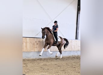 Koń hanowerski, Ogier, 12 lat, 170 cm, Kasztanowata