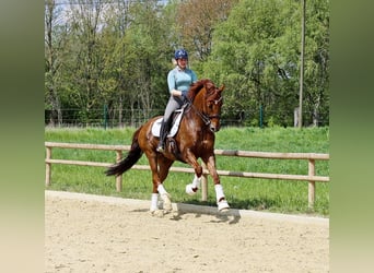 Koń hanowerski, Ogier, 12 lat, 170 cm, Kasztanowata