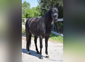Koń hanowerski, Ogier, 16 lat, 164 cm, Kara