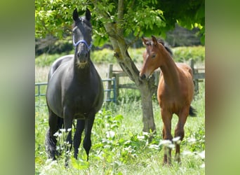 Koń hanowerski, Ogier, 1 Rok, 158 cm, Gniada