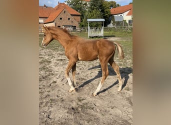 Koń hanowerski, Ogier, 1 Rok, 165 cm, Kasztanowata