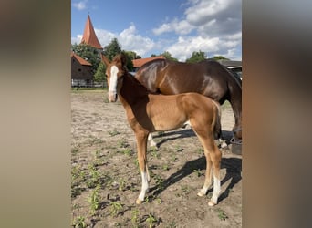 Koń hanowerski, Ogier, 1 Rok, 165 cm, Kasztanowata