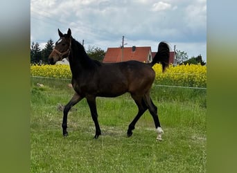 Koń hanowerski, Ogier, 1 Rok, 167 cm, Ciemnogniada