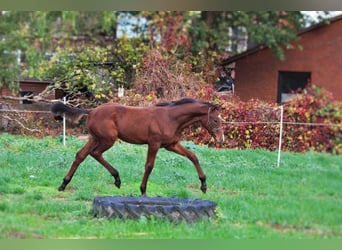 Koń hanowerski, Ogier, 1 Rok, 168 cm, Gniada