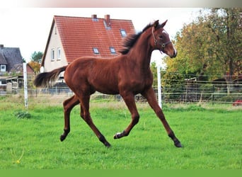 Koń hanowerski, Ogier, 1 Rok, 168 cm, Gniada