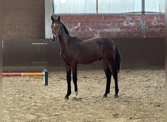 Koń hanowerski, Ogier, 1 Rok, 170 cm, Gniada