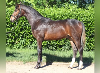 Koń hanowerski, Ogier, 1 Rok, 170 cm, Gniada