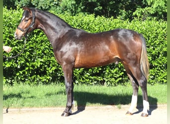 Koń hanowerski, Ogier, 1 Rok, 170 cm, Gniada