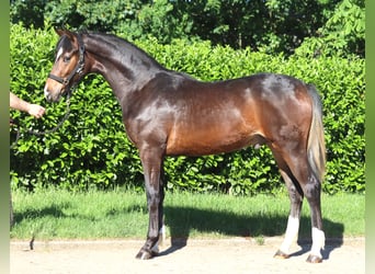 Koń hanowerski, Ogier, 1 Rok, 170 cm, Gniada