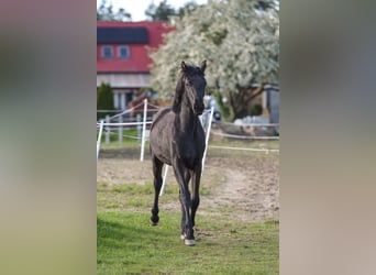 Koń hanowerski, Ogier, 1 Rok, 170 cm, Kara