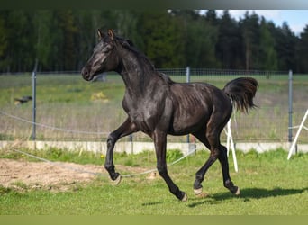 Koń hanowerski, Ogier, 1 Rok, 170 cm, Kara