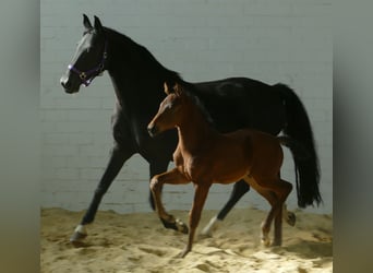 Koń hanowerski, Ogier, 1 Rok, 172 cm, Ciemnogniada