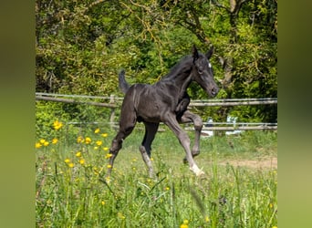 Koń hanowerski, Ogier, 1 Rok, 172 cm, Kara