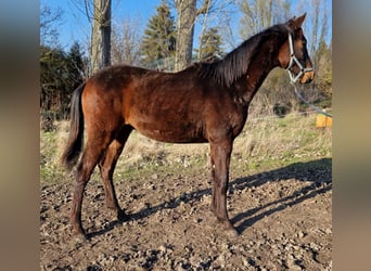 Koń hanowerski, Ogier, 1 Rok, 175 cm, Ciemnogniada