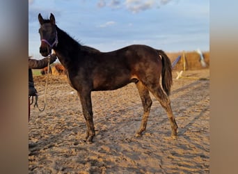 Koń hanowerski, Ogier, 1 Rok, 175 cm, Ciemnogniada