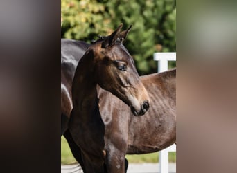 Koń hanowerski, Ogier, 1 Rok, Ciemnogniada