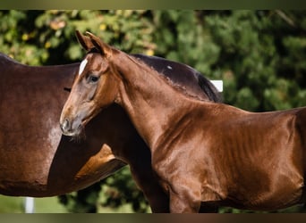 Koń hanowerski, Ogier, 1 Rok, Ciemnokasztanowata