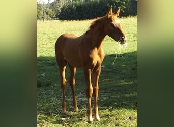 Koń hanowerski, Ogier, 1 Rok, Kasztanowata