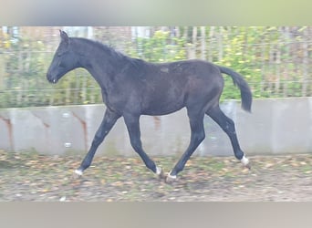 Koń hanowerski, Ogier, 1 Rok, Siwa