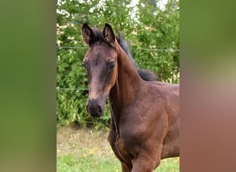 Koń hanowerski, Ogier, 1 Rok, Skarogniada