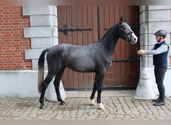 Koń hanowerski, Ogier, 2 lat, 156 cm, Siwa