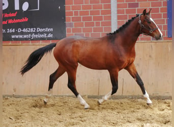 Koń hanowerski, Ogier, 2 lat, 157 cm, Gniada