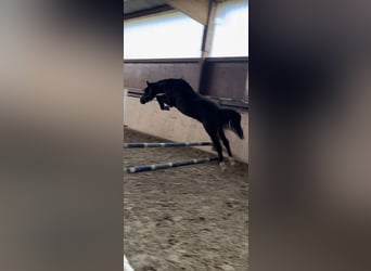 Koń hanowerski, Ogier, 2 lat, 159 cm, Ciemnogniada