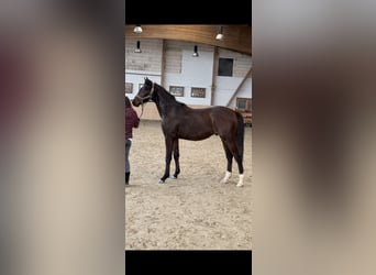Koń hanowerski, Ogier, 2 lat, 159 cm, Ciemnogniada