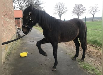 Koń hanowerski, Ogier, 2 lat, 160 cm, Ciemnogniada