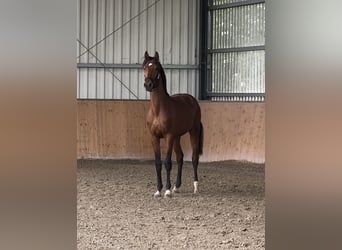 Koń hanowerski, Ogier, 2 lat, 162 cm, Gniada