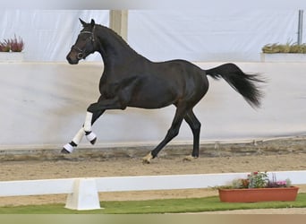 Koń hanowerski, Ogier, 2 lat, 164 cm, Ciemnogniada