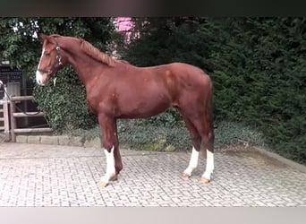 Koń hanowerski, Ogier, 2 lat, 164 cm, Ciemnokasztanowata