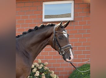 Koń hanowerski, Ogier, 2 lat, 164 cm, Gniada
