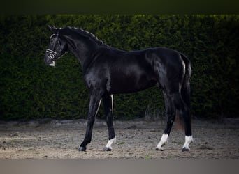 Koń hanowerski, Ogier, 2 lat, 164 cm, Kara