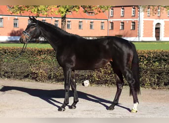 Koń hanowerski, Ogier, 2 lat, 165 cm, Ciemnogniada