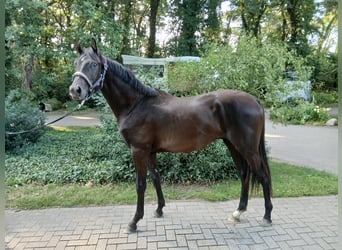 Koń hanowerski, Ogier, 2 lat, 165 cm, Kara