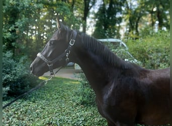 Koń hanowerski, Ogier, 2 lat, 165 cm, Kara