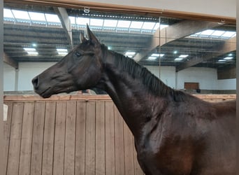 Koń hanowerski, Ogier, 2 lat, 165 cm, Kara
