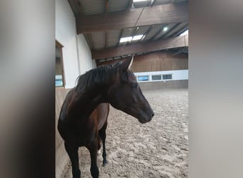 Koń hanowerski, Ogier, 2 lat, 165 cm, Kara