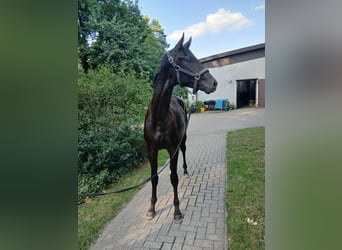 Koń hanowerski, Ogier, 2 lat, 165 cm, Kara
