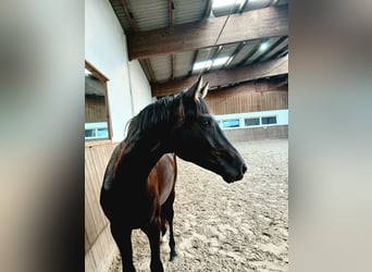 Koń hanowerski, Ogier, 2 lat, 165 cm, Kara