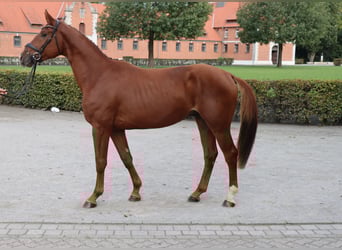 Koń hanowerski, Ogier, 2 lat, 166 cm, Ciemnokasztanowata