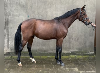 Koń hanowerski, Ogier, 2 lat, 166 cm, Gniada