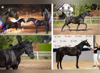 Koń hanowerski, Ogier, 2 lat, 166 cm, Kara