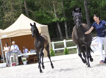 Koń hanowerski, Ogier, 2 lat, 166 cm, Kara