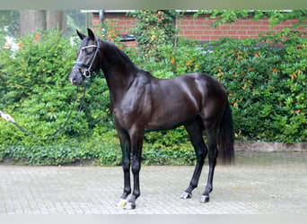 Koń hanowerski, Ogier, 2 lat, 166 cm, Kara