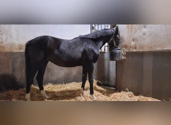 Koń hanowerski, Ogier, 2 lat, 167 cm, Kara