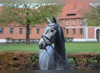 Koń hanowerski, Ogier, 2 lat, 167 cm, Siwa