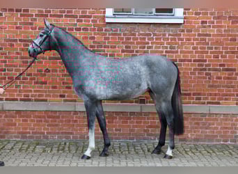 Koń hanowerski, Ogier, 2 lat, 167 cm, Siwa